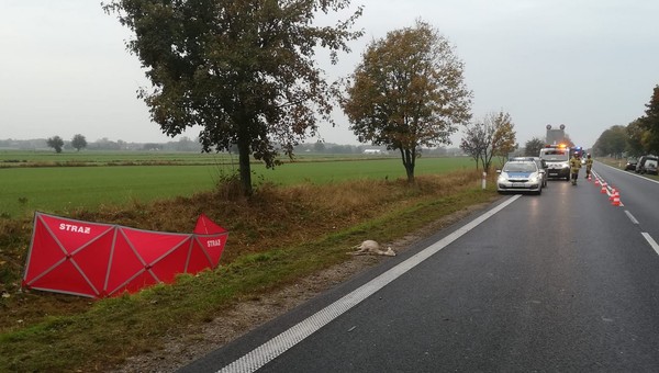 Potrącił sarnę i wyszedł z auta. Nie przeżył