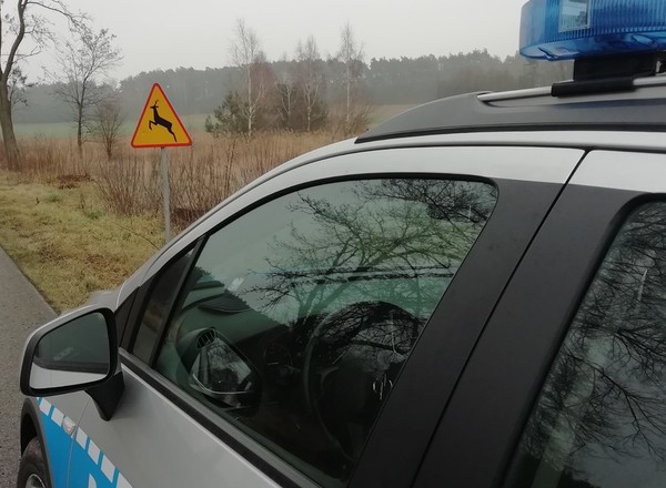 To już plaga. W tym rejonie kierowcy wyjątkowo często potrącają zwierzęta