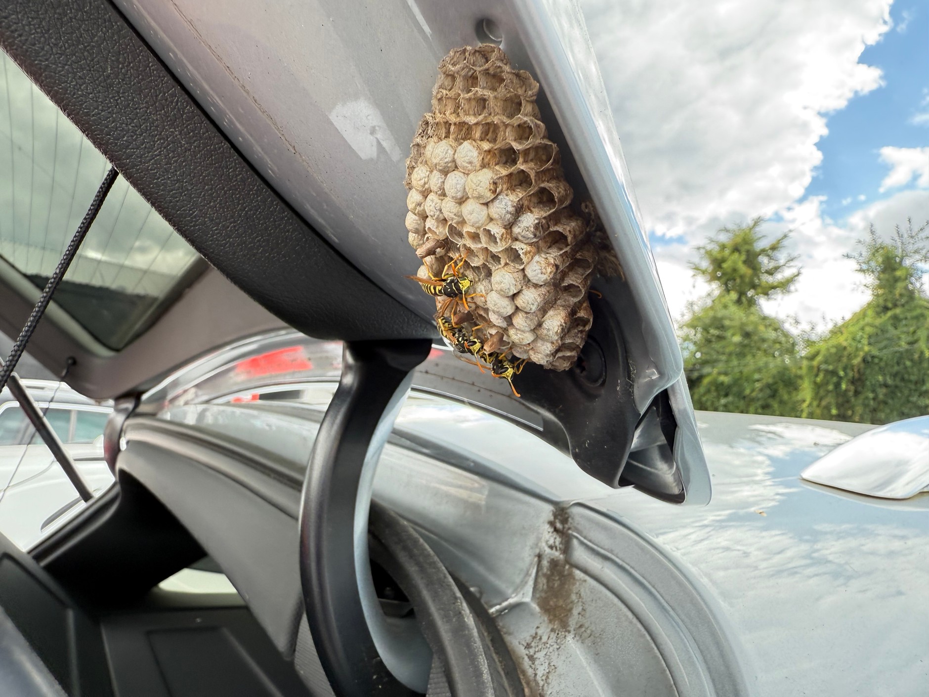 Używane Audi Q5 z ogłoszenia