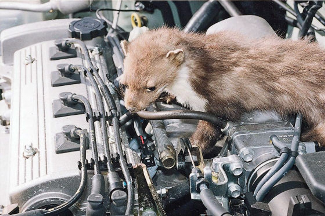 Kuny uwielbiają podgryzać przewody i gumowe węże.