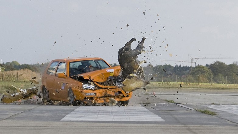 Dzik na drodze to gwarantowane kłopoty