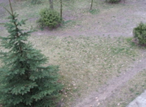 Posadzą drzewa na torze <Poznań>