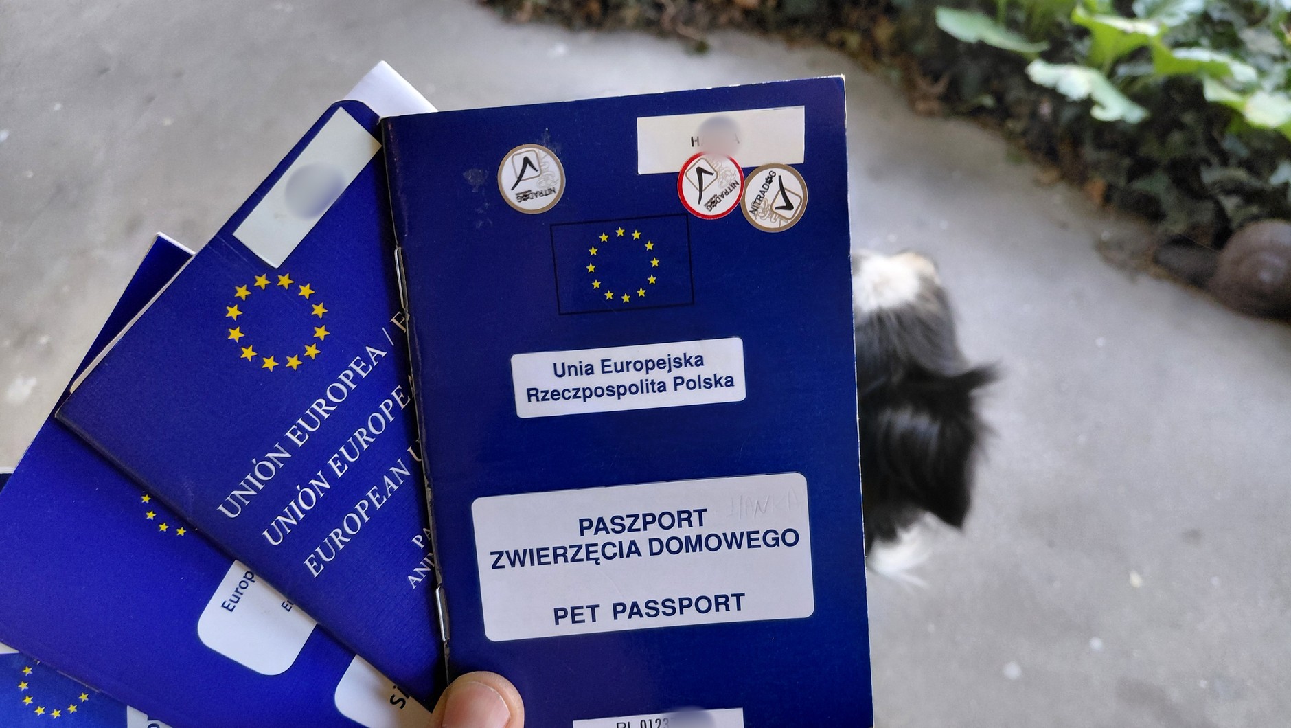 Unijne paszporty dla zwierząt domowych wydawane są przez uprawnionych lekarzy weterynarii. Tylko czasami wymagana jest ich legalizacja przez odpowiednie urzędy. 