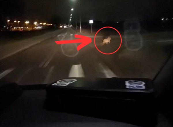 Policjanci nie dowierzali. Przed maską ich radiowozu przebiegło rzadko spotykane zwierzę [WIDEO]