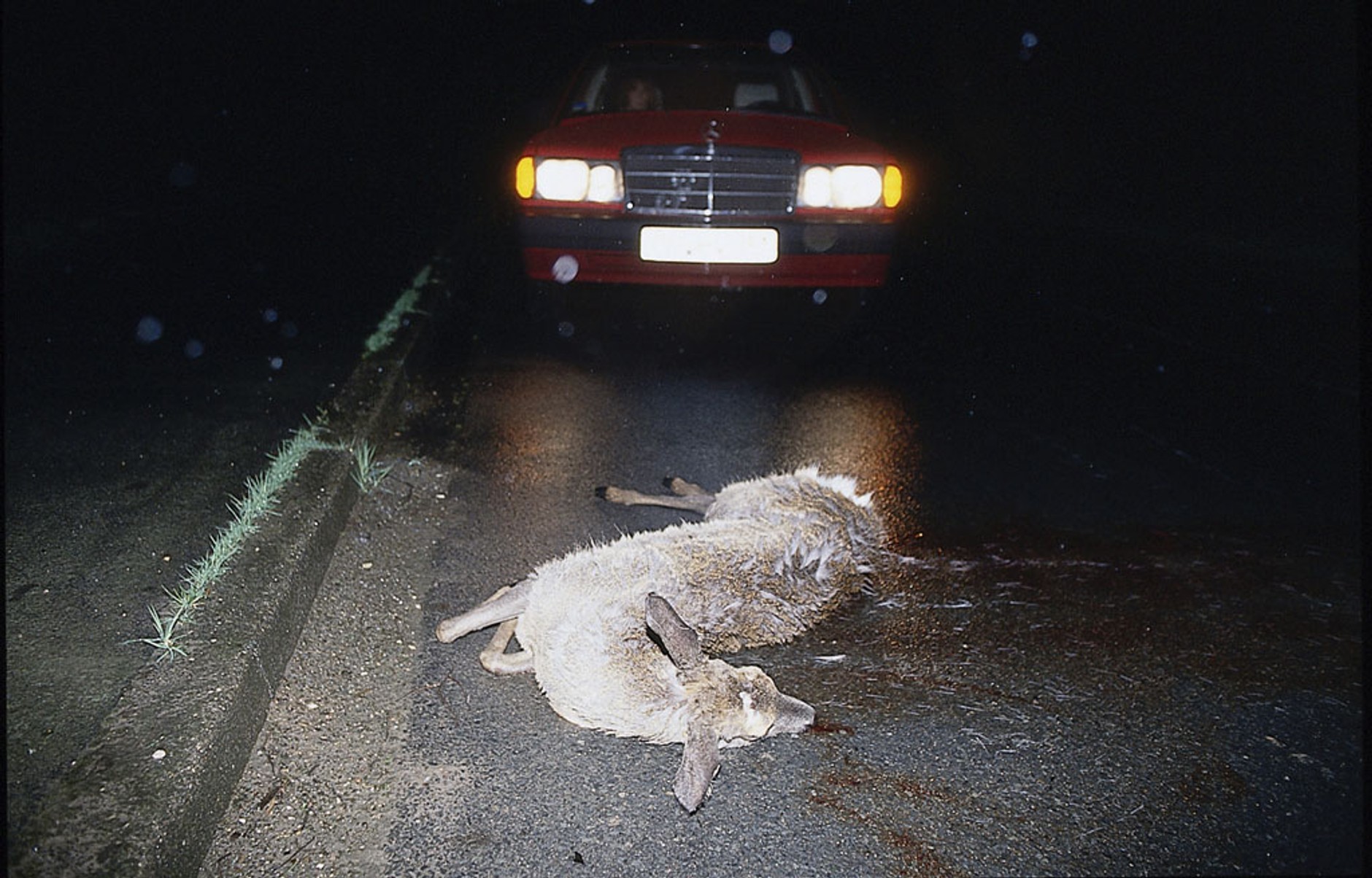 Rozjechałeś zwierzę – wezwij pomoc!