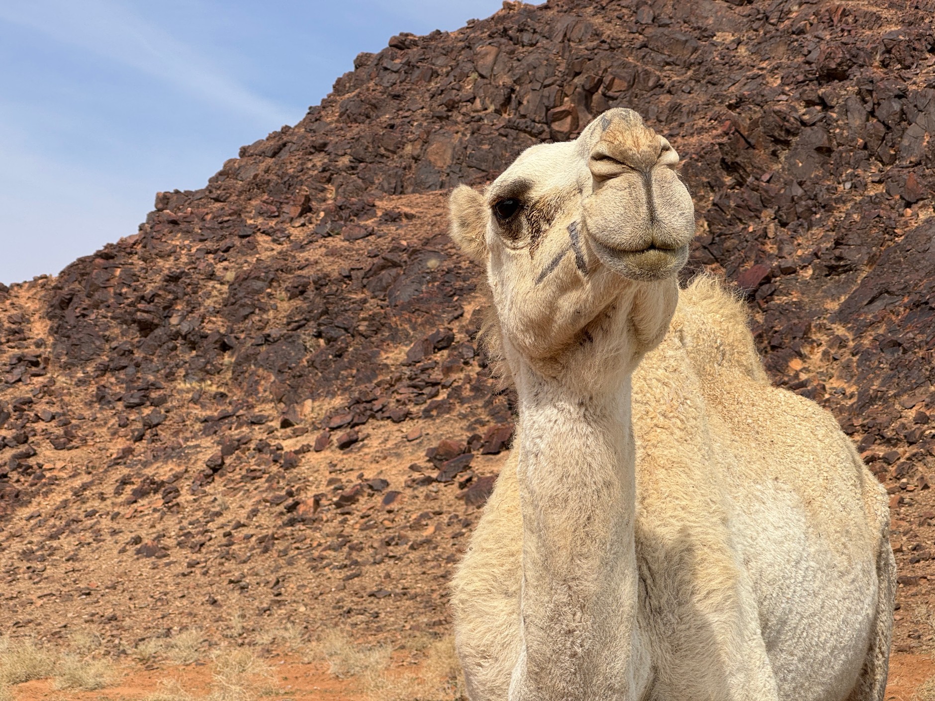 Toyota Land Cruiser 300 w Arabii Saudyjskiej