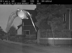 Gołąb „ustrzelony” przez fotoradar. Przekroczył dozwoloną prędkość