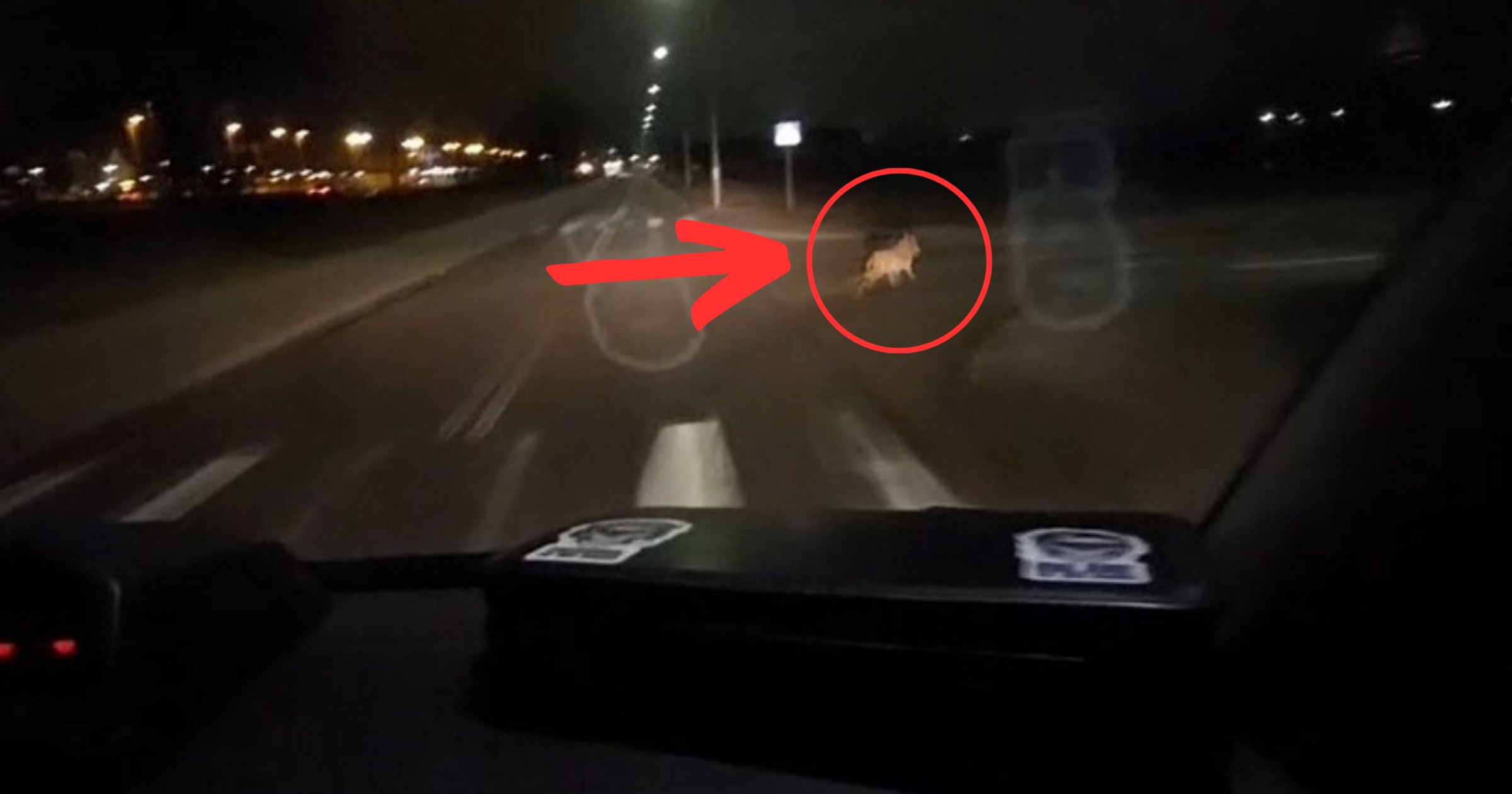 Policjanci z Lęborka spotkali na swojej drodze wilka