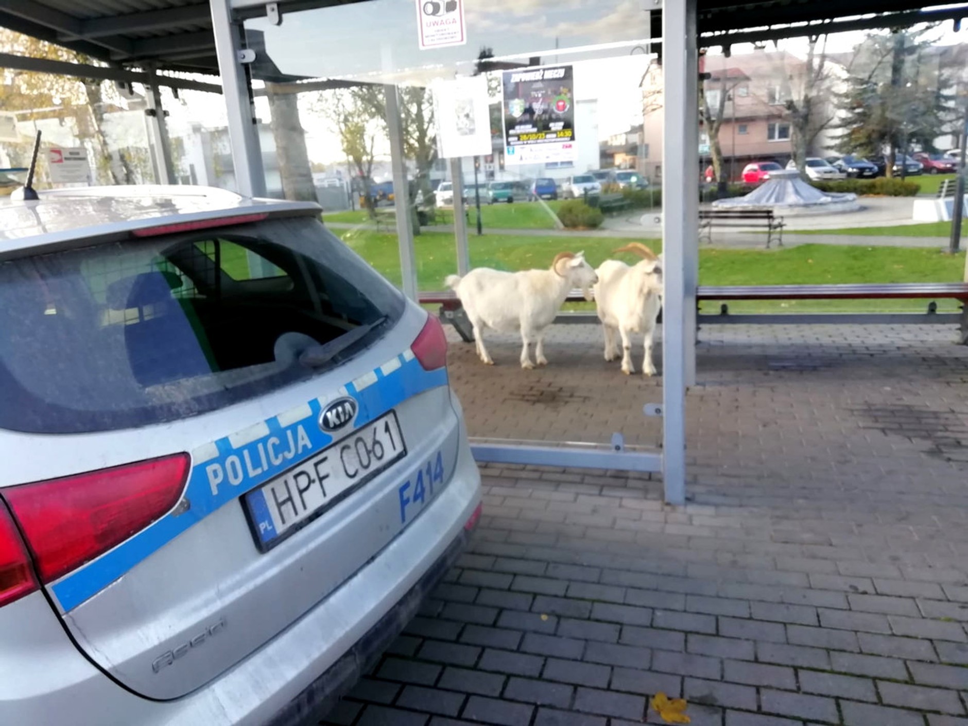 Kozy na przystanku w Rozprzy