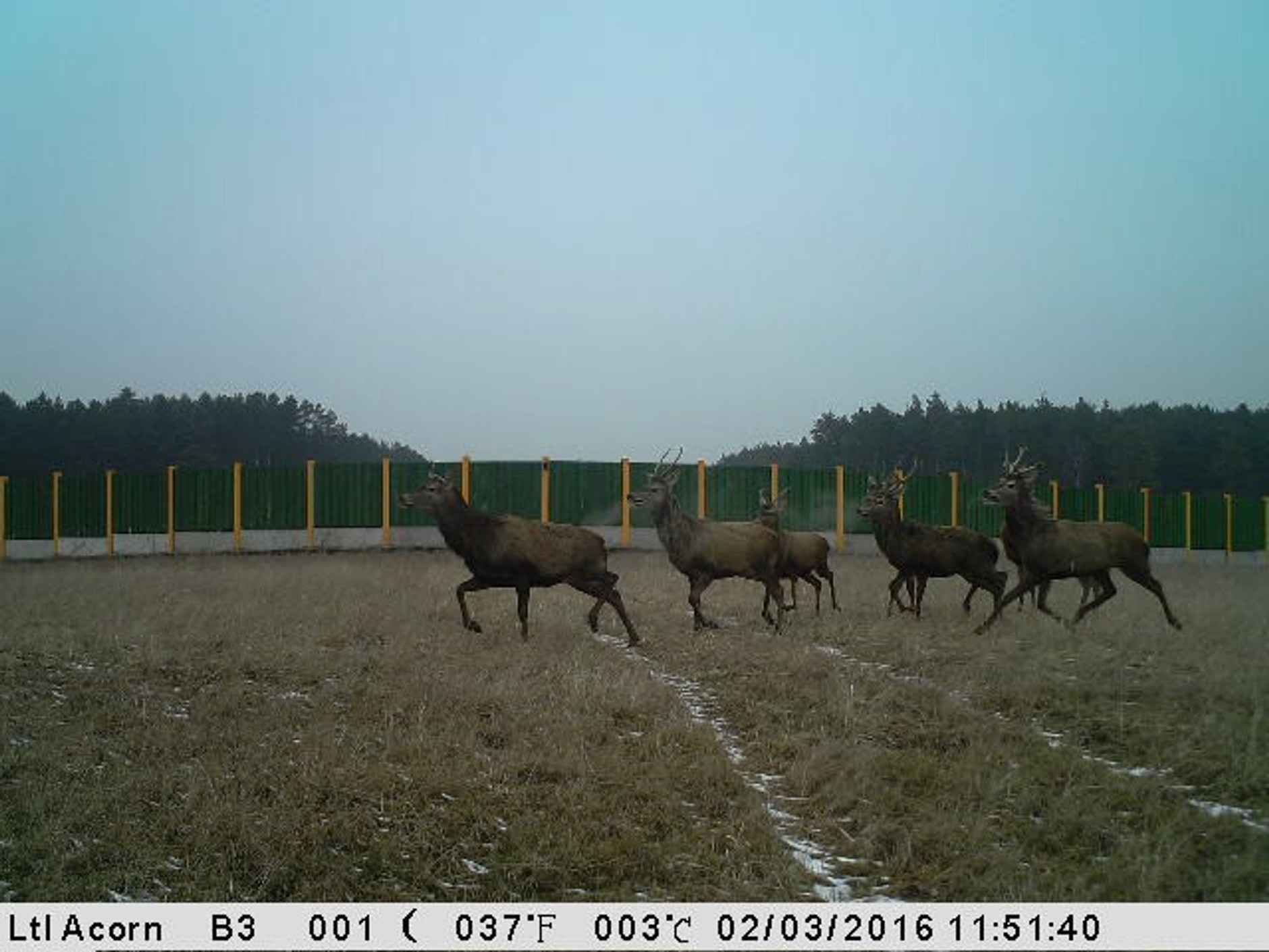 Stado jeleni na górnym przejściu