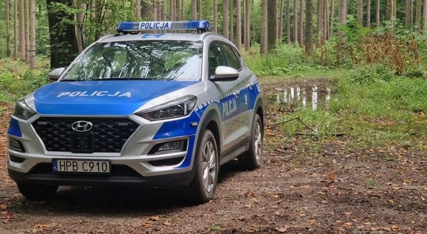 Czy można pojechać samochodem na grzyby? W lesie czekają mandaty