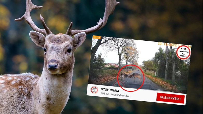 Walka danieli  na środku drogi (fot. screen z YouTube/STOP CHAM)