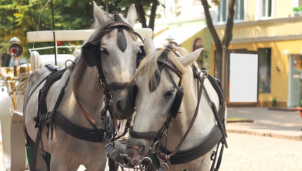 shutterstock 148146119