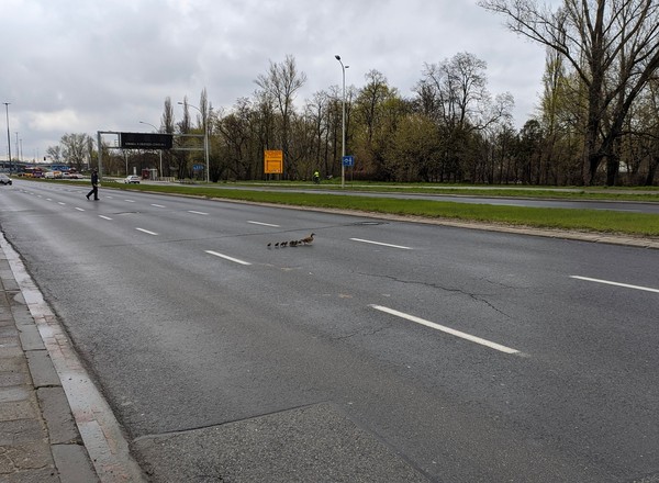 Nietypowi goście na Wisłostradzie. Trzeba było wstrzymać ruch