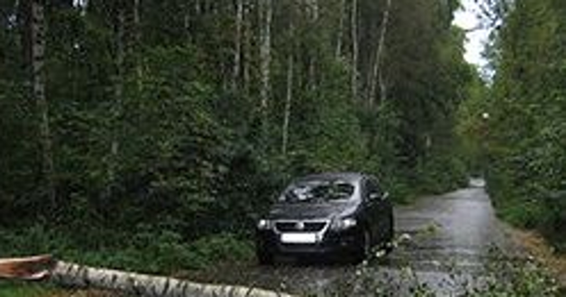 Uwaga kierowcy! Gałęzie i drzewa spadają na samochody