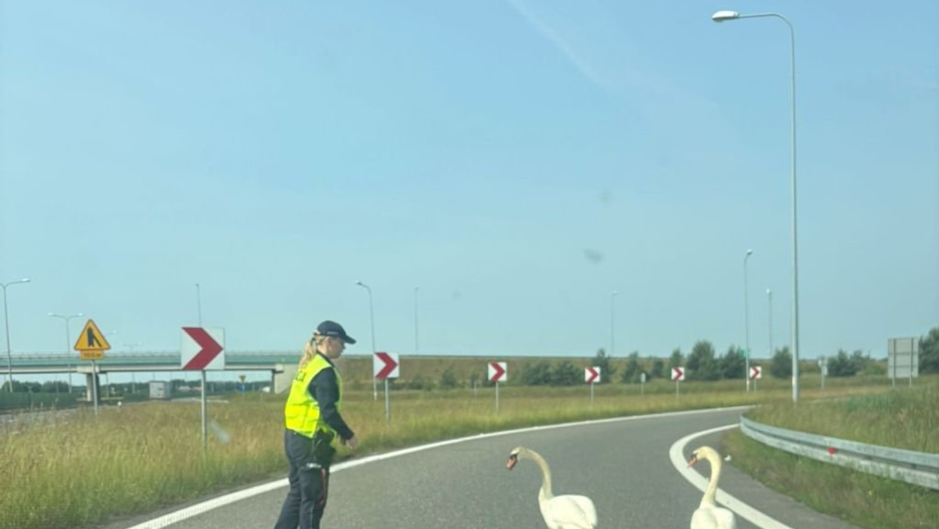 Policjanci uratowali łabędzie na drodze S8