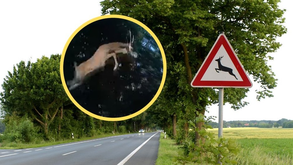 Zwierzę wyskoczyło tuż przed maską (zdj. YouTobe.com/Stop Cham)