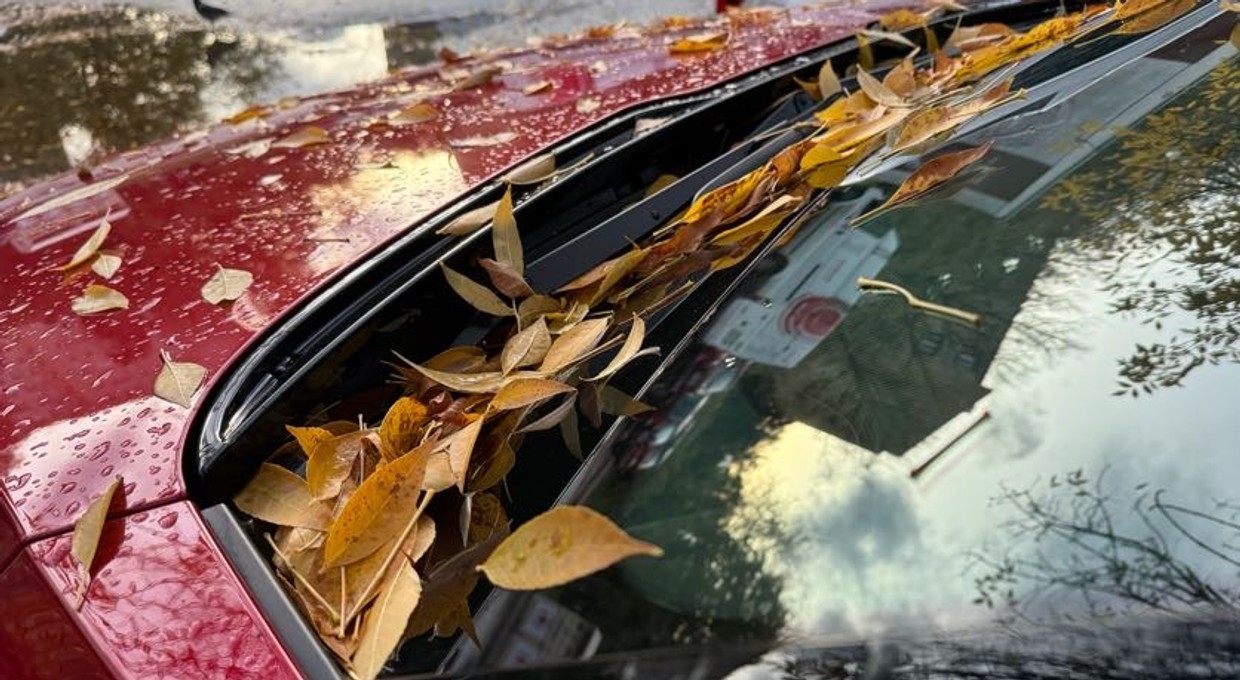 Liście na samochodzie i drodze, czyli kłopoty dla kierowcy