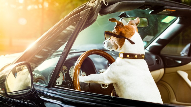 Dlaczego w Polsce podróże ze zwierzętami domowymi są ryzykowne?