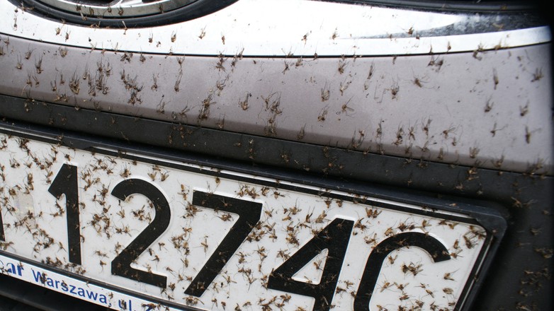 Owady wbite w lakier nie tylko fatalnie wyglądają – z czasem pozostawiają na lakierze trwałe ślady