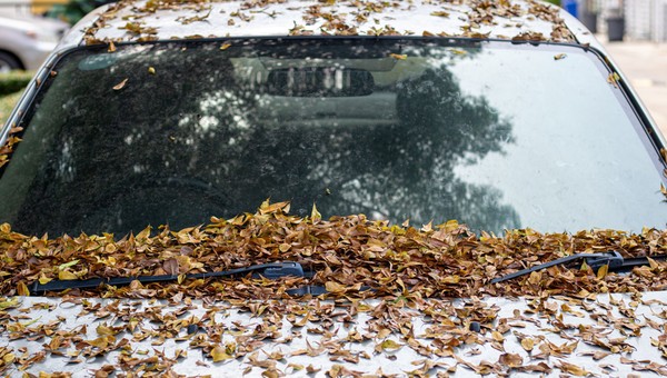 Stosują trick z liściem i udają "cwaną gapę". Policjant nie da się nabrać. Kara będzie sroga