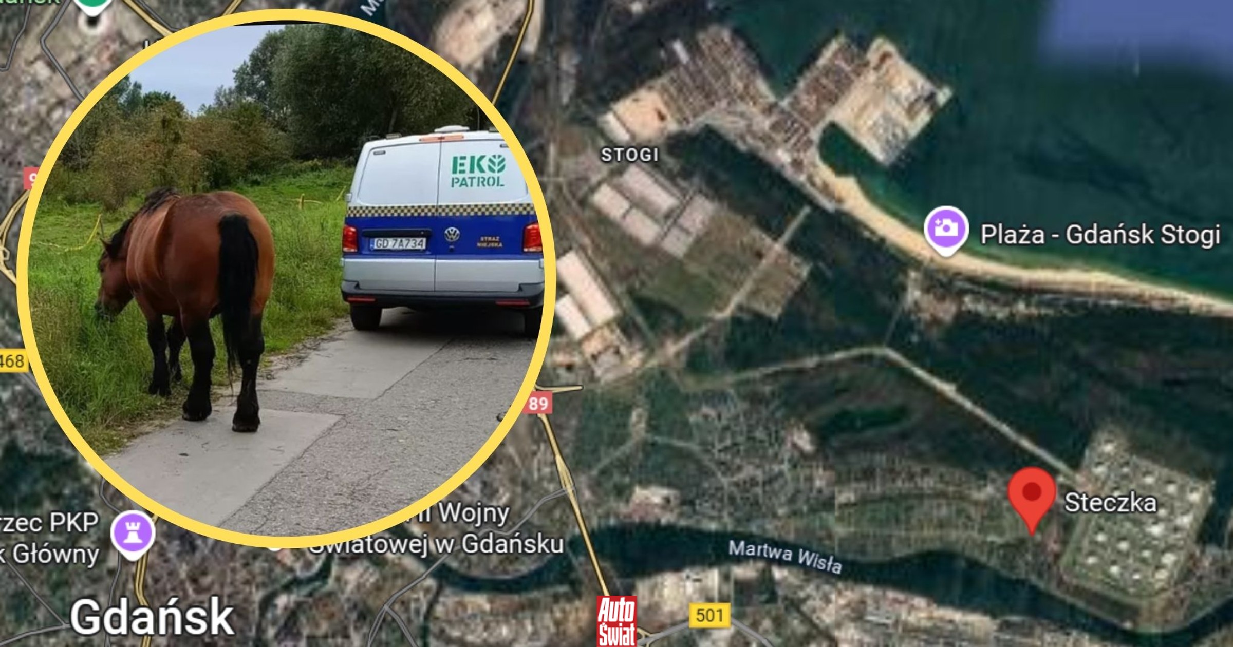 Nietypowa interwencja straży miejskiej. Musieli gonić ogiera