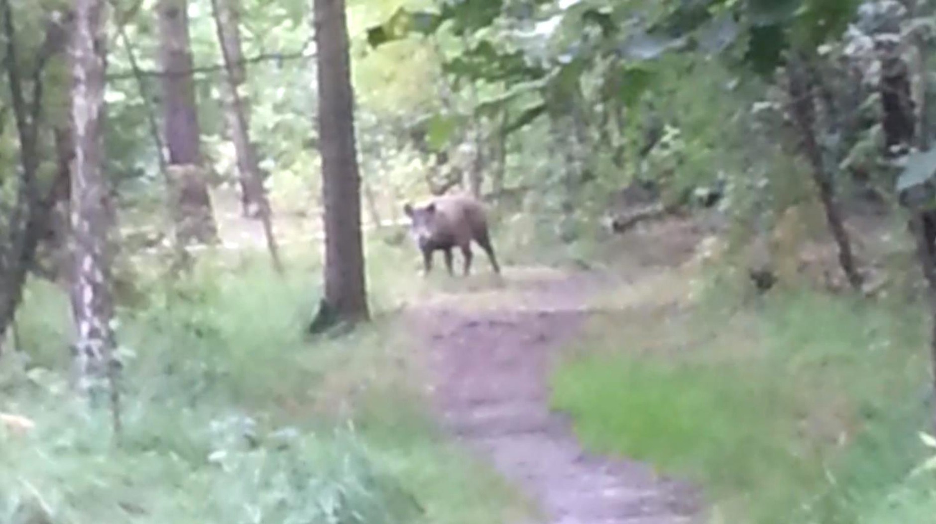 Dzik w katowickim lesie