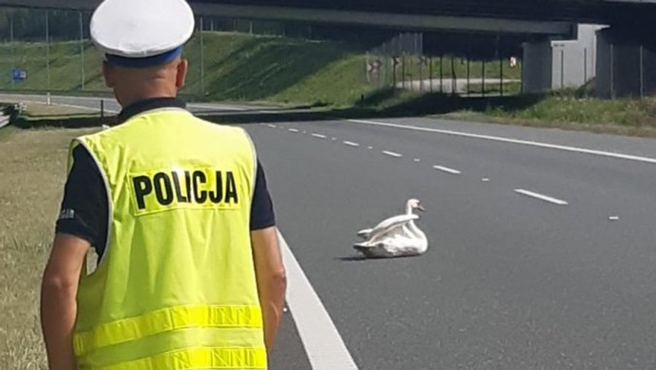 Ranny łabędź na A4 - interwencja policji