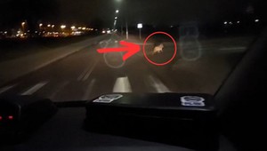 Policjanci nie dowierzali. Przed maską ich radiowozu przebiegło rzadko spotykane zwierzę [WIDEO]
