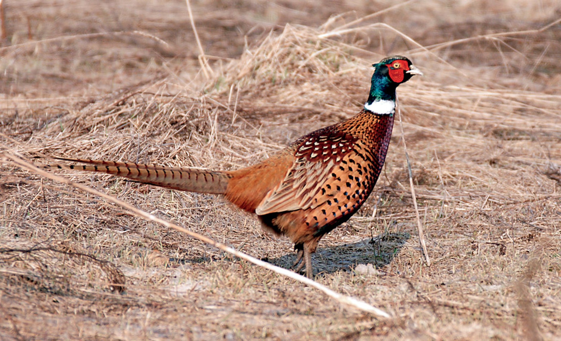 W poszukiwaniu spokoju z puszczy Bolimowskiej do Radziejowic