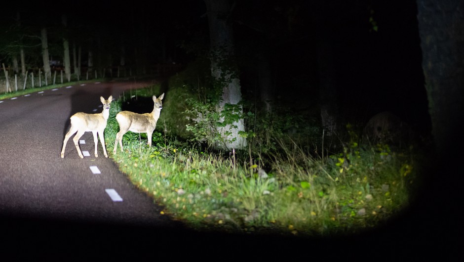 Dzikie zwierzęta na drodze