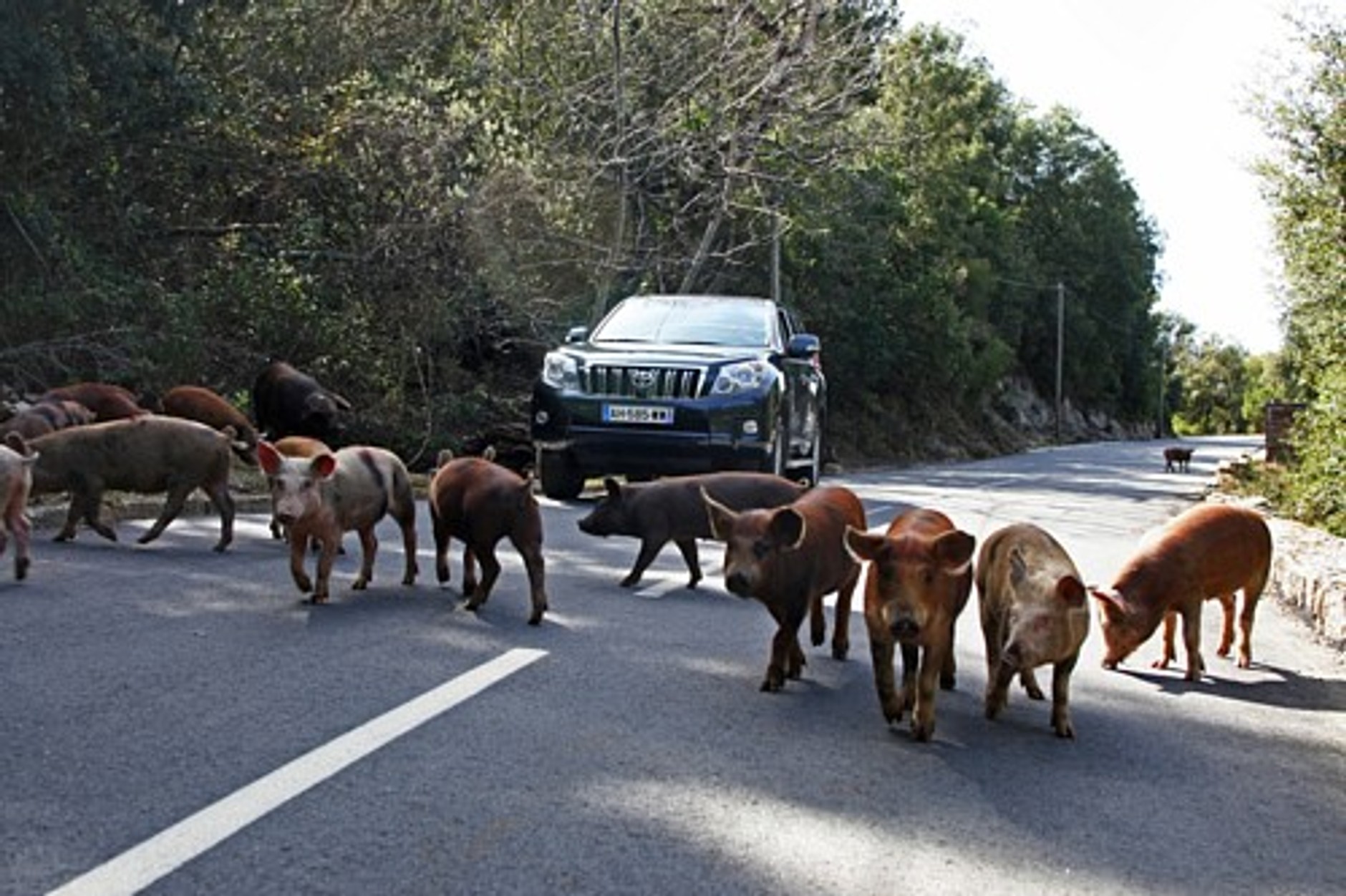 Raj(d) Toyoty - Toyta Land Cruiser Raid Corsica 2010