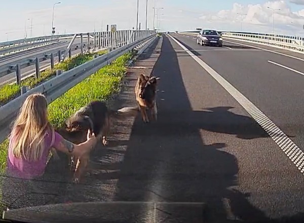 Policjantka uratowała psy na ekspresówce: było o krok od tragedii. Zobacz wideo