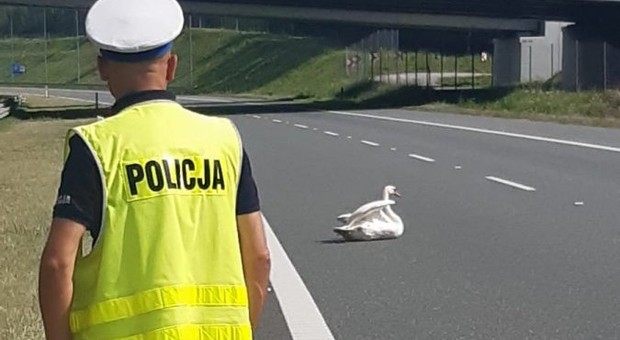 Ranny łabędź blokował pas autostrady. Nietypowa interwencja policji