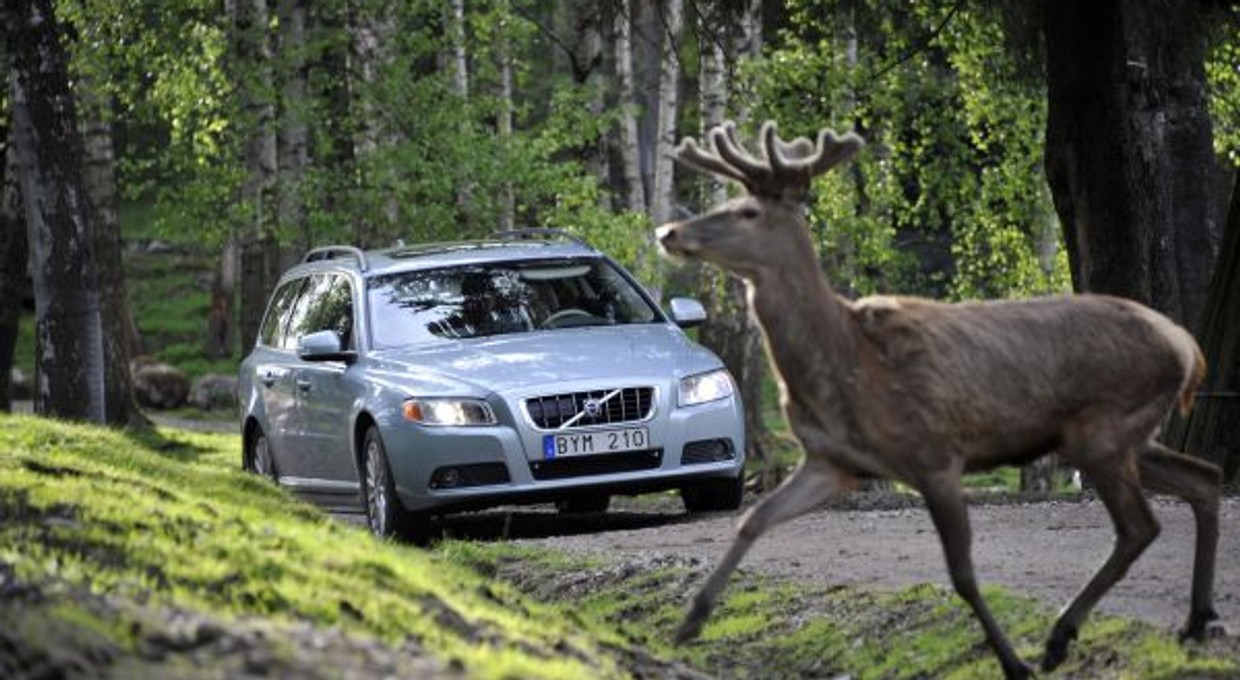 Volvo ostrzeże przed zwierzętami na drodze