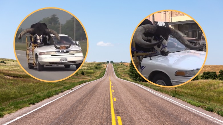 Kierowca ze stanu Nebraska przewoził na miejscu pasażera wielkiego byka (screen: Phil_Lewis_/Twitter)