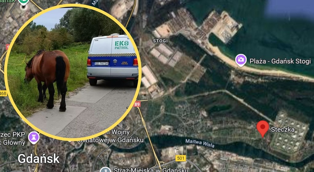 Gdańska Straż Miejska musiała zaopiekować się ogierem (fot. Straż Miejska Gdańsk)