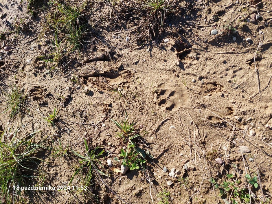 Przejścia dla zwierząt na S61 spełniają swoją funkcję