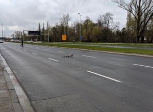 Nietypowi goście na Wisłostradzie. Trzeba było wstrzymać ruch