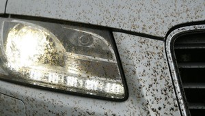 Resztki owadów i żywica na karoserii samochodu. Jak je usunąć?