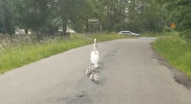 Policja eskortowała... łabędzie z dziećmi. Szły środkiem ruchliwej drogi