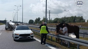 Koń na środku autostrady A4. Cudem nie doszło katastrofy
