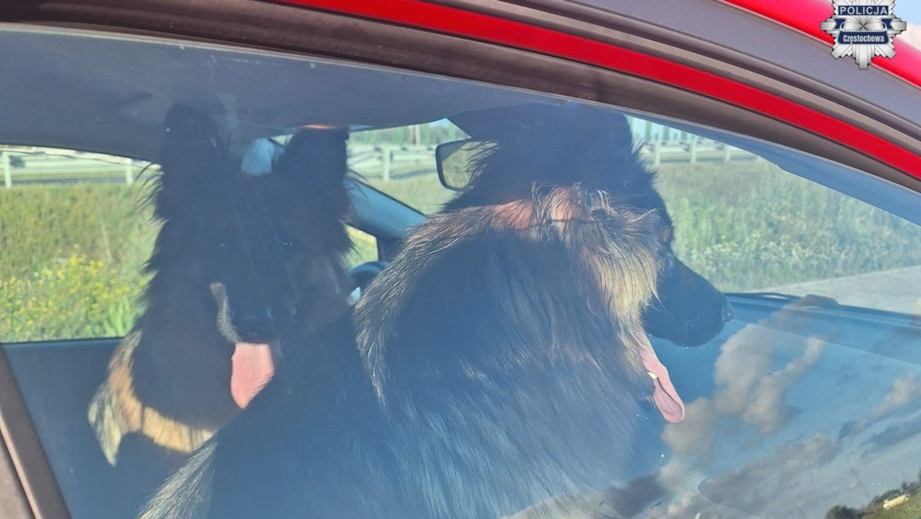 Psy uratowane przez policjantkę na ekspresówce