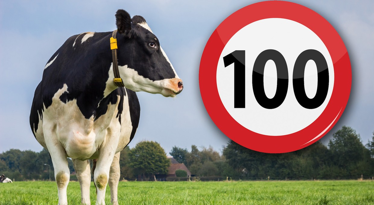 Maksymalnie 100 km/h na autostradach w Holandii, czyli 1:0 dla krów