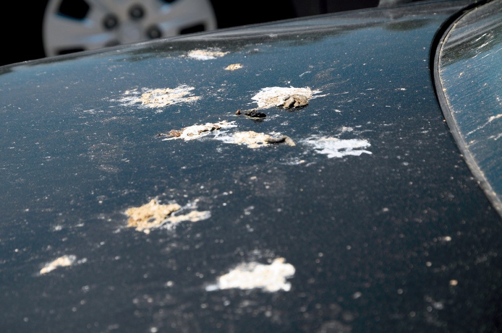 Ptasie odchody warto usunąć z lakieru jak najszybciej. Gdy zaschną – tylko na mokro 