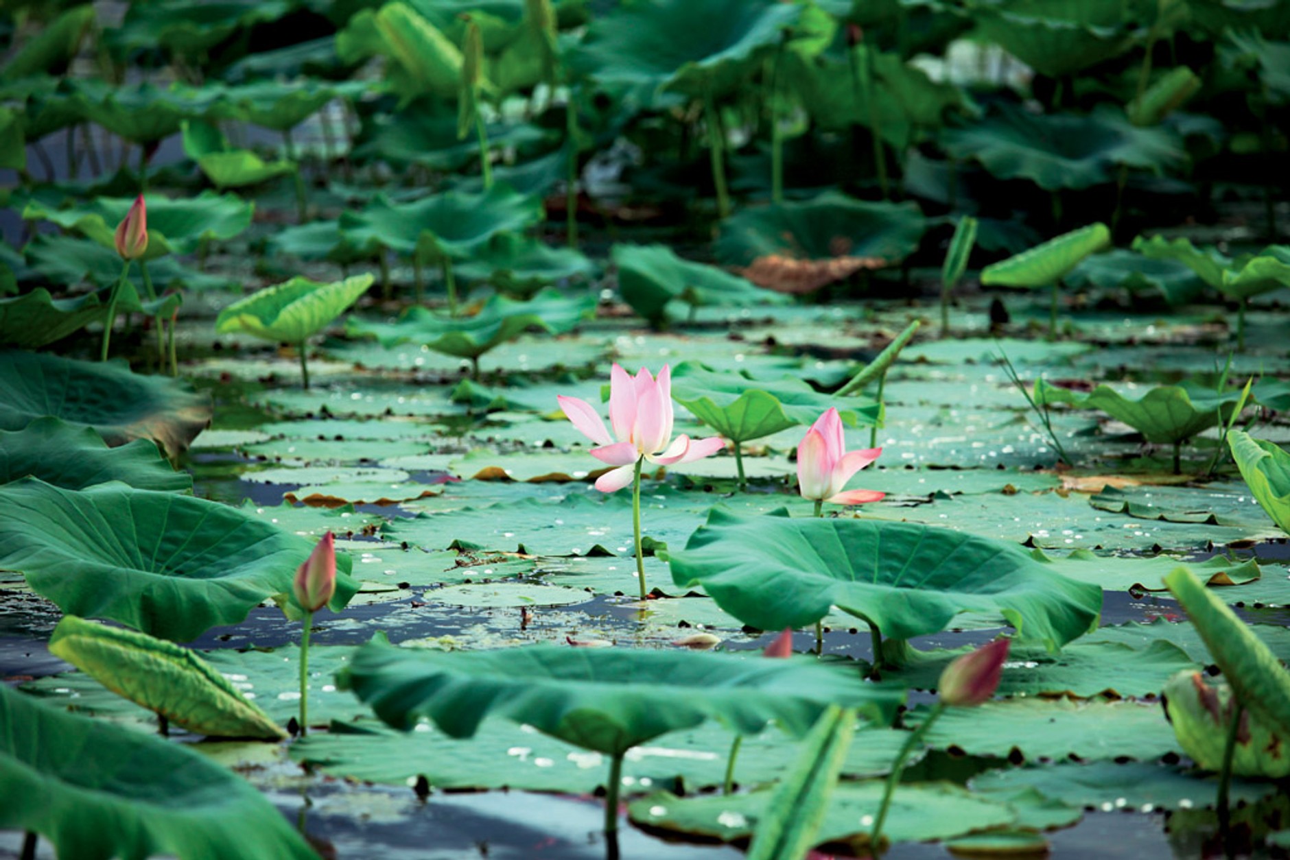 Toyotą Hilux po Australii: Antek i Karol w krainie kangurów