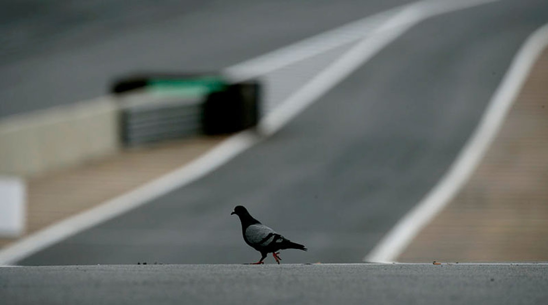 Grand Prix Brazylii 2009: Jenson Button mistrzem świata - fotogaleria Jiří Křenek