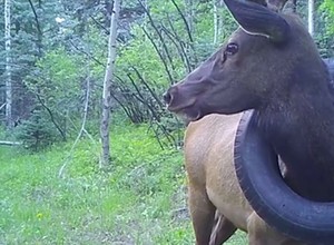 Jeleń dwa lata chodził z oponą na szyi. Ważyła 16 kg