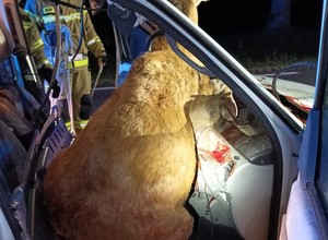 Makabryczny wypadek na Mazowszu. Potrącony jeleń wpadł do samochodu