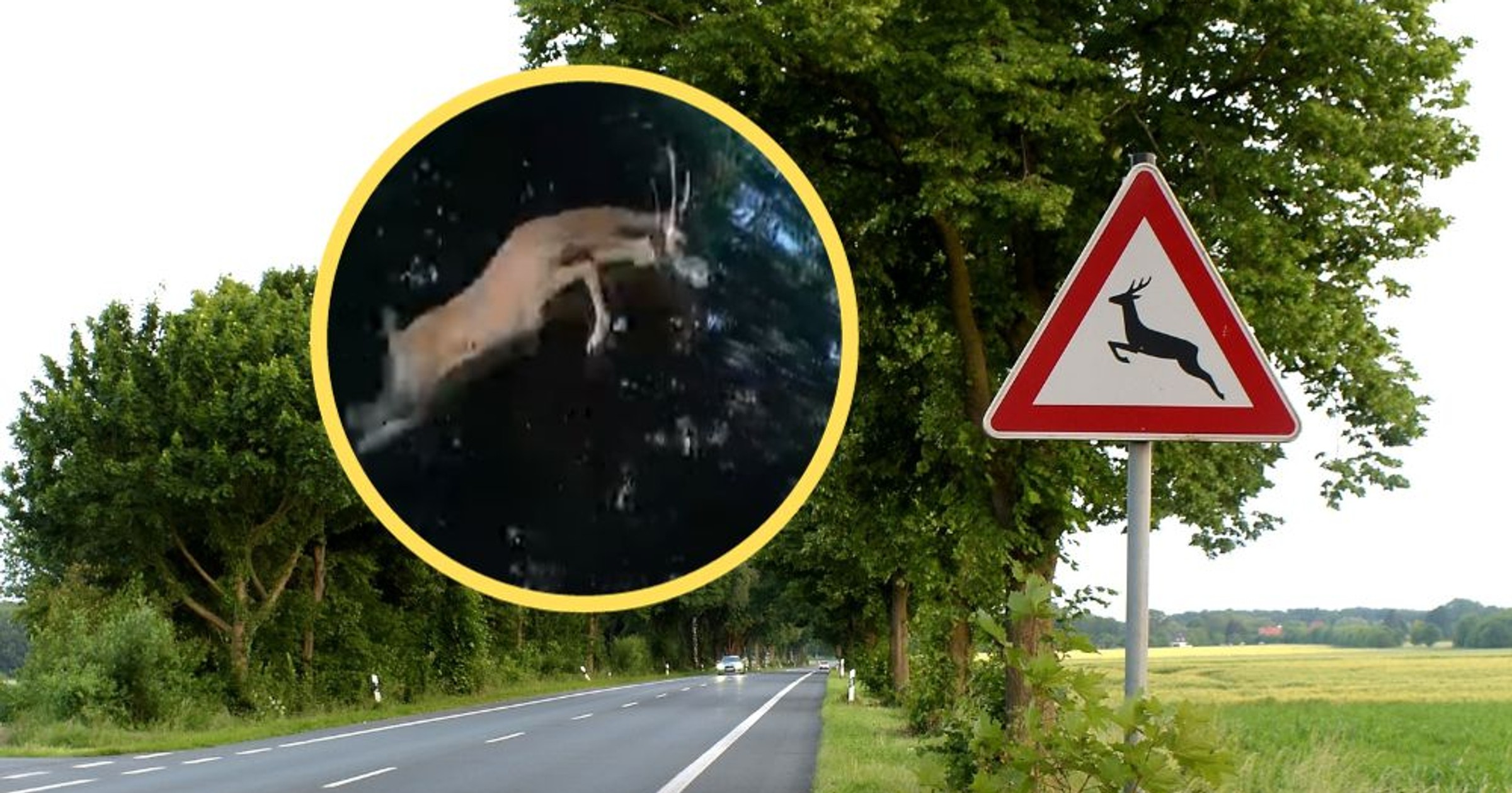 Zwierzę wyskoczyło tuż przed maską (zdj. YouTobe.com/Stop Cham)